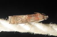 Phycita roborella