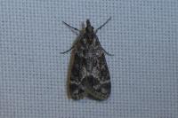 Eudonia mercurella