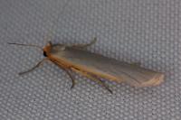 Eilema caniola