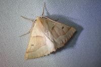 Crocallis elinguaria