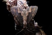 Dypterygia scabriuscula