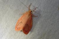 Miltochrista miniata