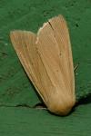 Mythimna pallens