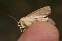 Mythimna pallens