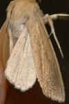 Mythimna pallens