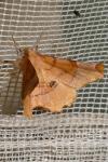 Selenia lunularia
