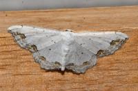 Scopula ornata