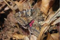Catocala sponsa