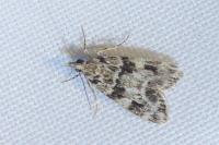 Eudonia delunella