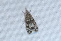 Eudonia mercurella