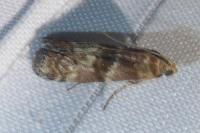 Phycita roborella