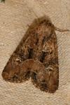 Mesapamea secalella/secalis