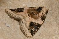 Pseudeustrotia candidula