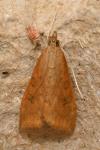 Udea ferrugalis