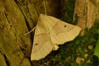 Crocallis elinguaria