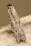 Phycitodes