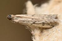 Phycitodes