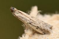 Phycitodes