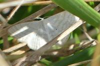 Scopula immutata