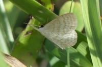 Scopula immutata