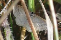 Scopula immutata
