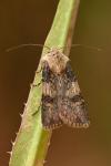 Agrotis puta