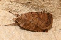 Xestia sexstrigata