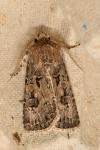 Agrotis bigramma