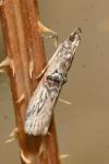 Nephopterix angustella
