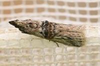 Nephopterix angustella