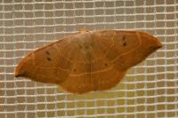 Watsonalla binaria