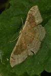 Idaea degeneraria