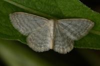 Idaea subsericeata