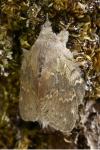 Stauropus fagi