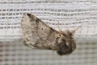 Thaumetopoea processionea