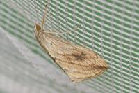 Evergestis forficalis