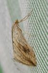 Evergestis forficalis
