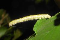 Campaea margaritaria