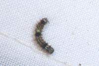 Wittia sororcula