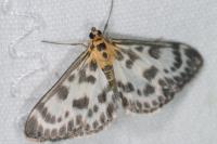 Anania hortulata