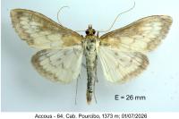 Anania lancealis