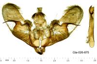 Anania lancealis