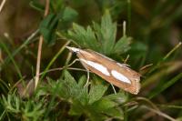 Catoptria mytilella