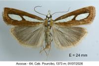 Catoptria mytilella
