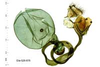 Catoptria mytilella