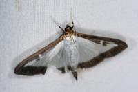 Cydalima perspectalis