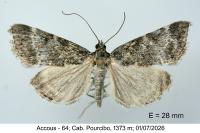 Evergestis sophialis