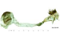 Evergestis sophialis