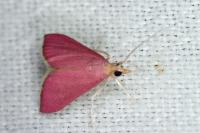 Pyrausta inornatalis
