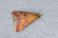 Pyrausta sanguinalis